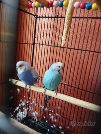 Coppia cocorite compresa gabbia