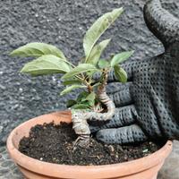 Pre Bonsai melo selvativo