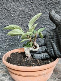 Pre Bonsai melo selvativo