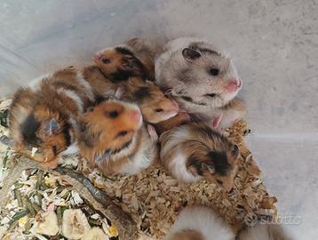 Criceti dorati cuccioli