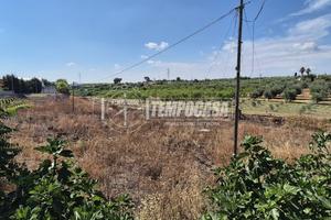 TERRENO AGRICOLO