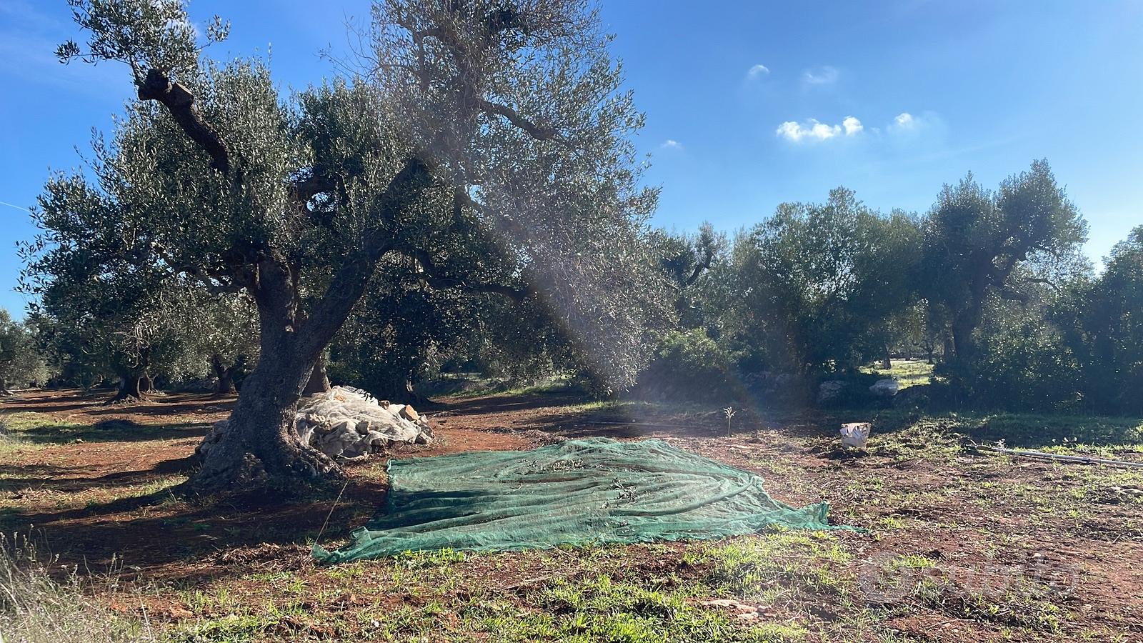 Terreno con alberi secolari - Vista 3