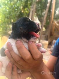 Jack Russell terrier