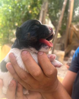 Jack Russell terrier