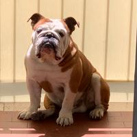 Bulldog inglese