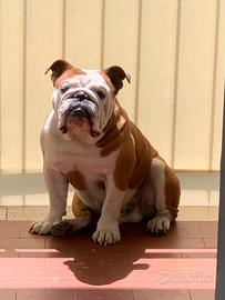 Bulldog inglese