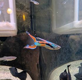 Guppy Endler Lyre