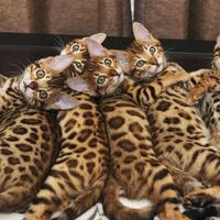 Gattini Bengala con pedigree ANFI