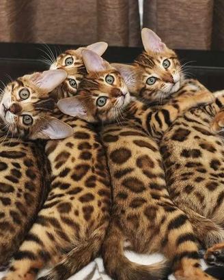 Gattini Bengala con pedigree ANFI