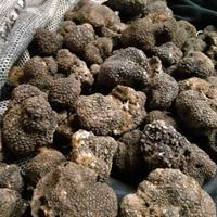 Lagotto romagnolo da tartufo