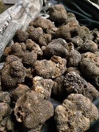 Lagotto romagnolo da tartufo