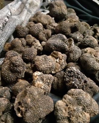 Lagotto romagnolo da tartufo