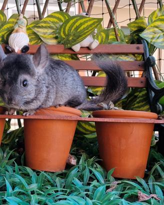 Cucciola cincillà