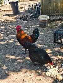 Coppia galline legbar e marans