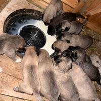 Kangal x Pastore del Caucaso Cuccioli