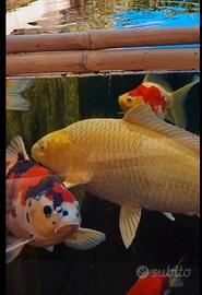Carpe koi