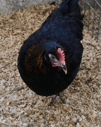 Galline ornamentali