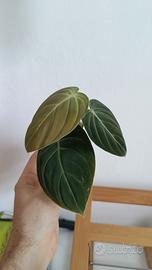 philodendron melanochrysum
