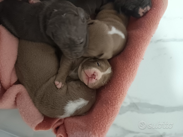 Cuccioli American Pitbull Terrier con pedigree