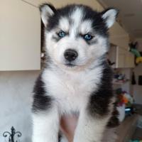Cuccioli di husky