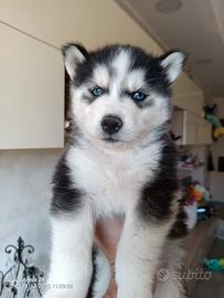 Cuccioli di husky