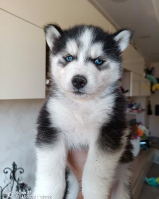 Cuccioli di husky