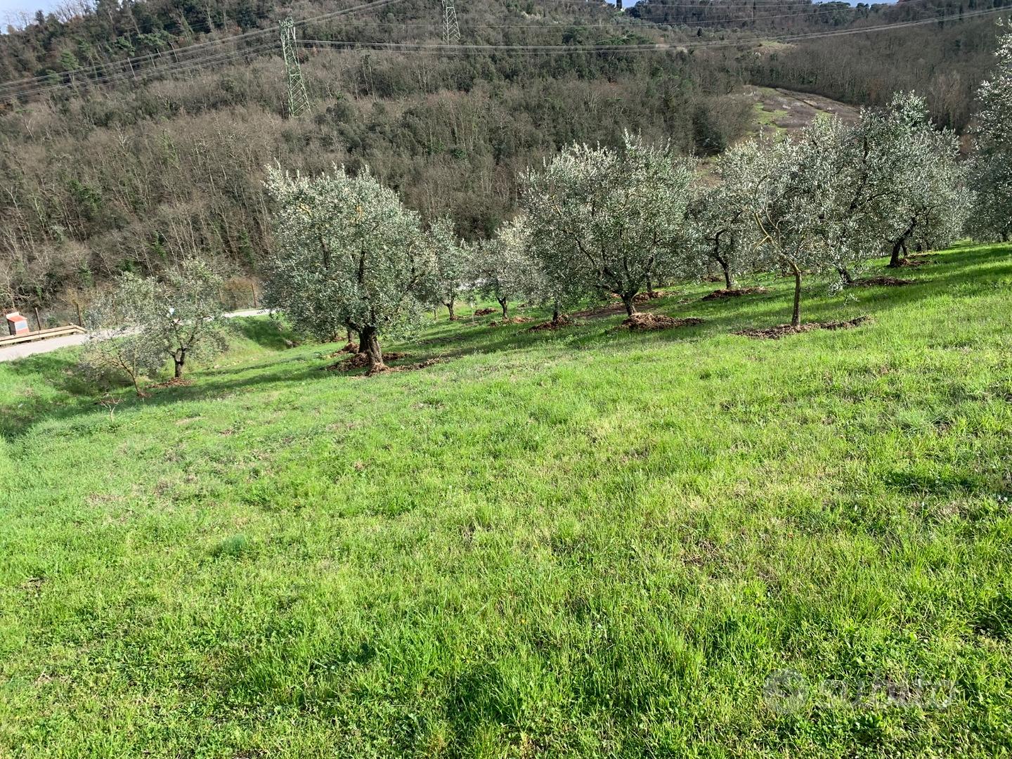Terreno con ulivi - Altro