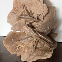 Rosa del Deserto Gigante XXL- 22x22xH31