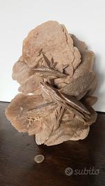 Rosa del Deserto Gigante XXL- 22x22xH31