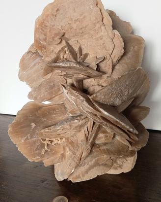 Rosa del Deserto Gigante XXL- 22x22xH31