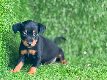 Pinscher