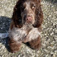Coker Spaniel Roano