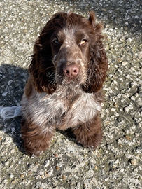 Coker Spaniel Roano