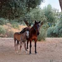 Cavalla e puledro