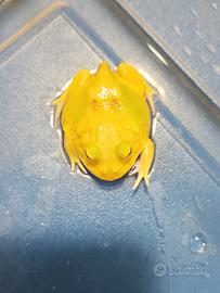 Pacman