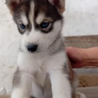 Cucciolo maschio di husky disponibile