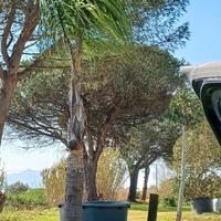 Palma di cocco alta 5 metri