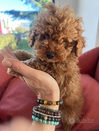 Barboncini toy e nani