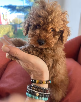 Barboncini toy e nani