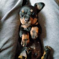 Cuccioli bassotto nano