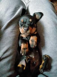 Cuccioli bassotto nano