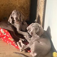 Ultimo cucciolo weimaraner