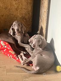 Ultimo cucciolo weimaraner