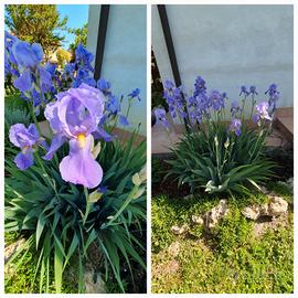 10 rizomi di Iris pallida calibro medio