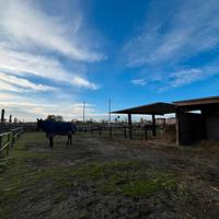 Pensione cavalli