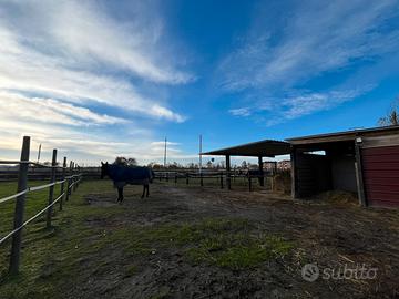Pensione cavalli