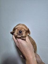 Cuccioli di cocker spaniel inglese