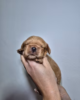 Cuccioli di cocker spaniel inglese