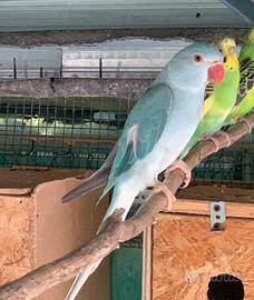 Parrocchetto dal collare