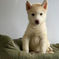 Siberian Husky con pedigree enci